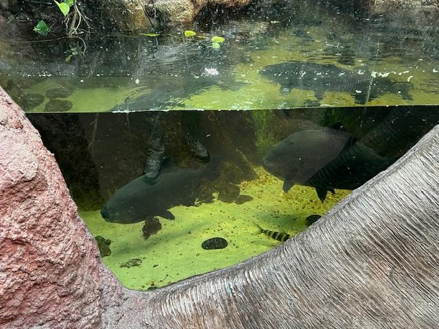 York Pacu Exploring Zoos in New York City – Visiting a Museum: The Unique ...