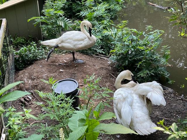 prospect-park-zoo-swans.jpg?w=640