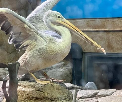 Turtle Back Zoo 500 Northfield Avenue West Orange, NJ 07052 – Visiting