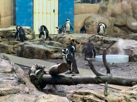 Turtle Back Zoo – Visiting a Museum: The Unique, Unusual, Obscure and ...