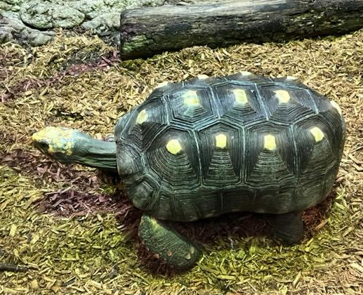 Turtle Back Zoo 500 Northfield Avenue West Orange, NJ 07052