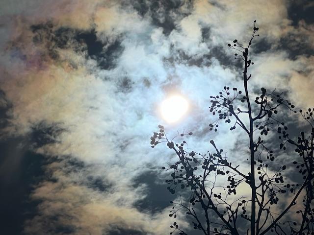 Day Three Hundred and One: Seeing the Solar Eclipse at the Brooklyn Botanic Garden            April 8th,&nbsp;2023.