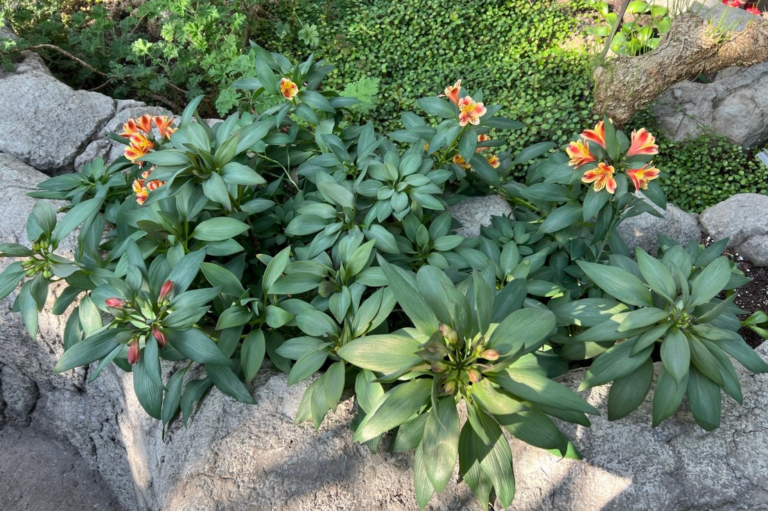 Day Three Hundred and Seventy-Seven Walking through Brooklyn in the Wintertime                                                       January 31st,&nbsp;2026