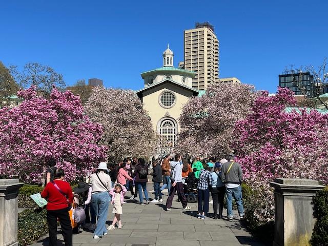 Day Three Hundred and Thirty-Six Walking through the Brooklyn Botanic Garden on the first warm day of Spring                                                         April 17th,&nbsp;2025